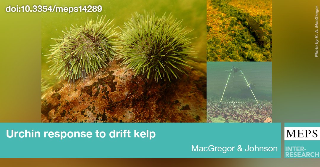 MEPS_IR's tweet photo. #FindingFood in an #UrchinBarren ground—green urchins change their behaviour in the presence of #DriftKelp, but sandy substrata and tidal currents limit their movement
https://t.co/dT5PJE3A0r
@marine_kathleen https://t.co/Ma5XPGO74z