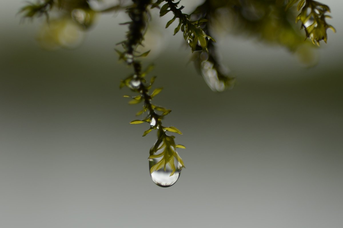 Delichon82's tweet photo. Rain soaked Cinclidotus fontinaloides moss growing on the higher branches of buckthorn shrubs nr Coole Park, Co. Galway https://t.co/d9ZAlYcyn1