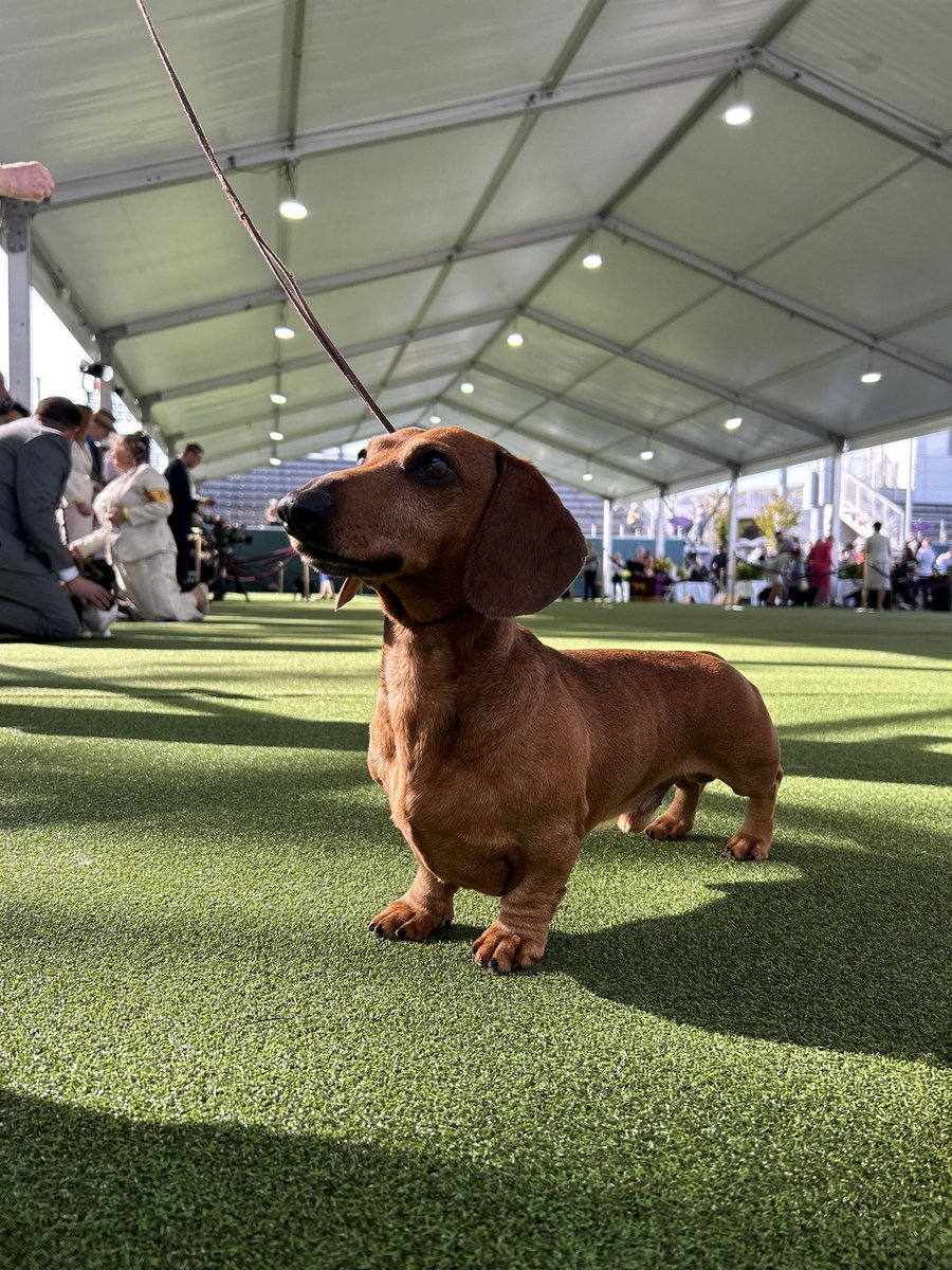 WKCDOGS's tweet photo. Not a bad view for a Monday   #WestminsterDogShow https://t.co/ytDDJA7ZNS
