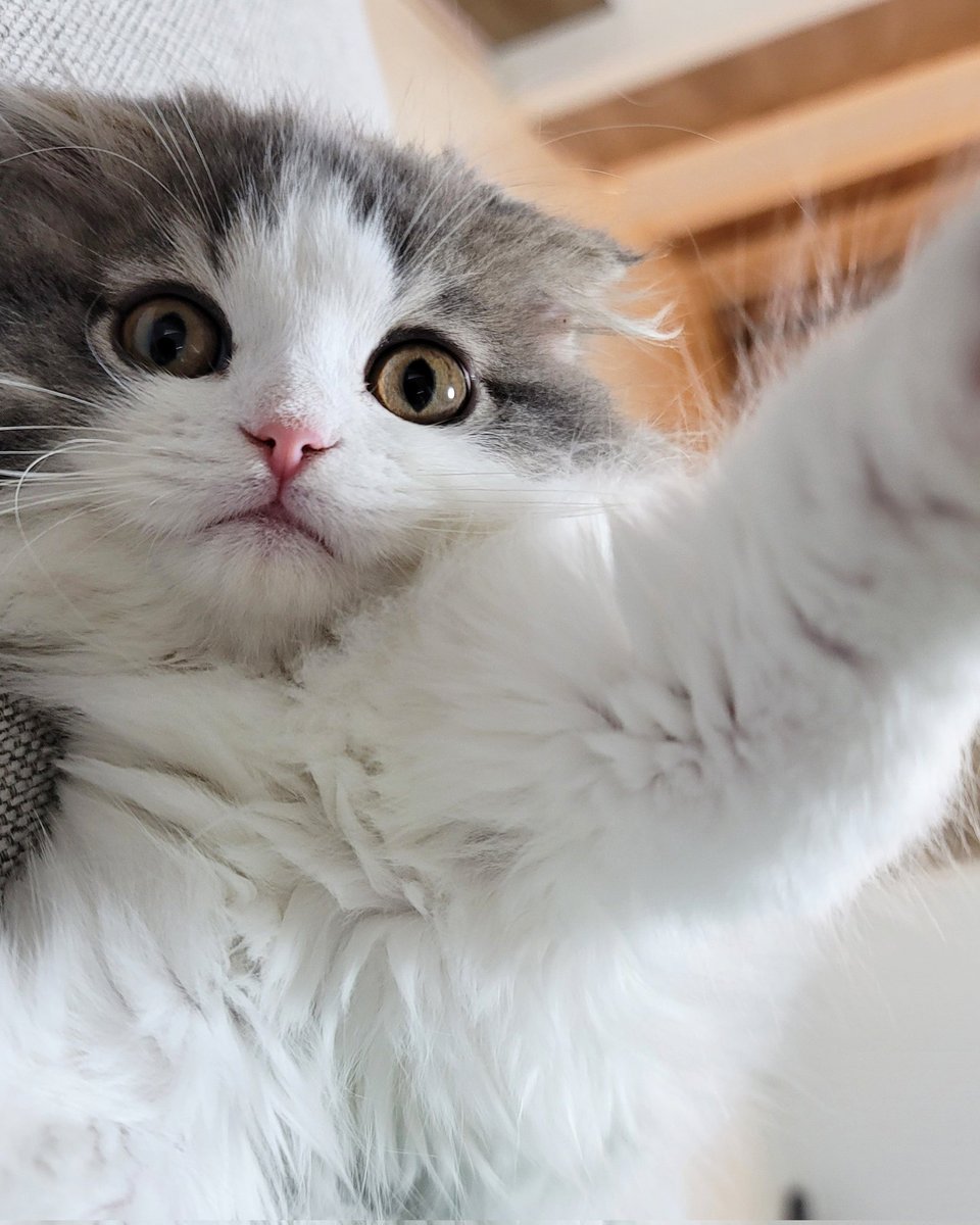 Manimo_suko's tweet photo. 自撮りする子猫⸜❤︎⸝‍
#子猫 #スコティッシュフォールド https://t.co/cSgtovF1Q3