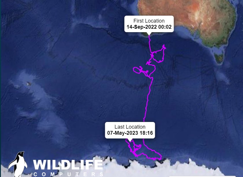 The tracks of a southern right whale from Australia in the cooler waters off Antarctica 🇦🇶 🇦🇺 See the #rightwhale tracks for project #MirnongMaat (Whale Journeys): tohoravoyages.ac.nz/track-the-aust…