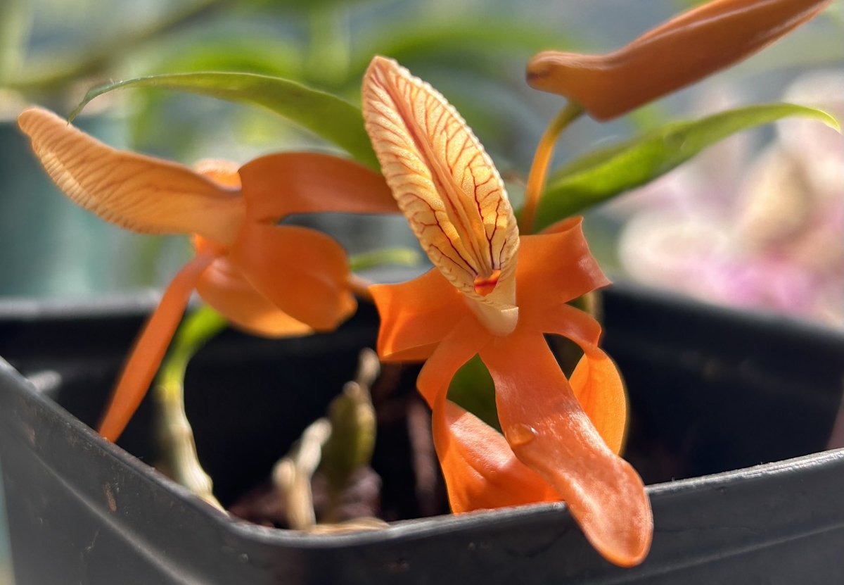 Dendrobium unicum #orchid