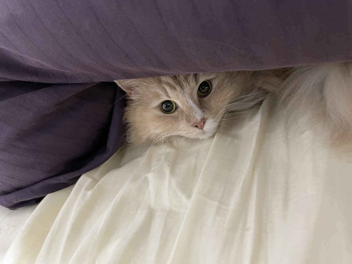 aquarius_Ginger's tweet photo. ジンジャーも寒いか…？
#Cat #猫の幸せ顔選手権 #猫好きさんと繫がりたい #猫 https://t.co/P7iknQWc1U