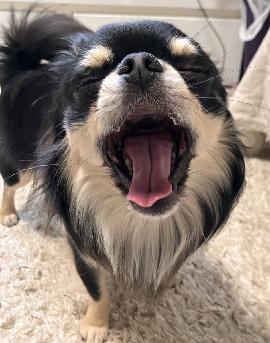 「GW終わっちゃったねぇぇぇ〜」

#チワワのいる暮らし 
#犬のいる暮らし https://t.co/1poS1usv1V