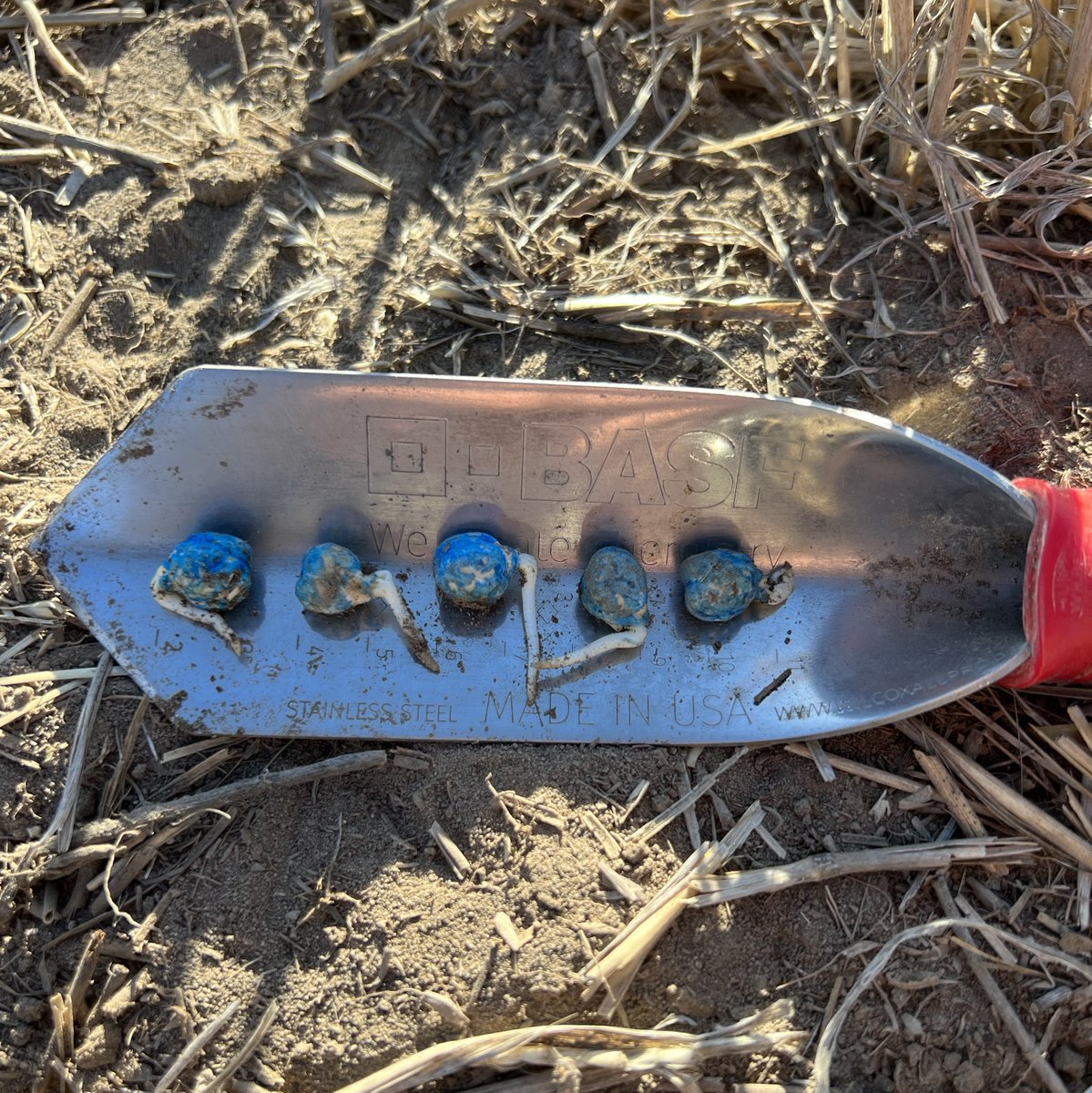 Southwest Ag. Inc. (@southwest_ag) on Twitter photo The answer seems "obvious" to us which seed treatment is superior for pulse crops....get it? Obvious seed treatment for pulse crops from <a href="/BASFAgProducts/">BASF AgSolutions US</a> The answer seems "obvious" to us which seed treatment is superior for pulse crops....get it? Obvious seed treatment for pulse crops from <a href="/BASFAgProducts/">BASF AgSolutions US</a>
