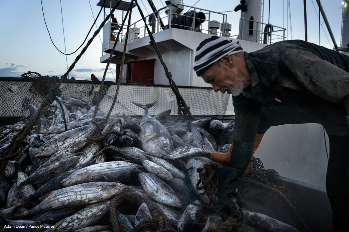 #BlueFoods 🐟 play a key role in food and nutrition security for billions of people &amp; are a cornerstone of the livelihoods, economies, and cultures for many. <a href="/IFPRI/">IFPRI</a>'s <a href="/avinash_shahi/">Avinash Kishore</a> explores three ways to realize blue food's potential.

👉 doi.org/10.1016/j.gfs.…

<a href="/CGIAR/">CGIAR</a>