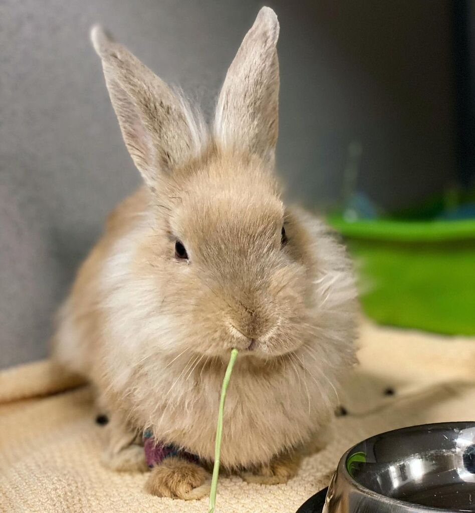 Caitec_inc's tweet photo. Can I eat my hay in peace, plz? 🐰 #Caitec 

[via Instagram | https://t.co/phnNEFtND4] https://t.co/EoRhJ4fKYo https://t.co/fXygfd2ptU