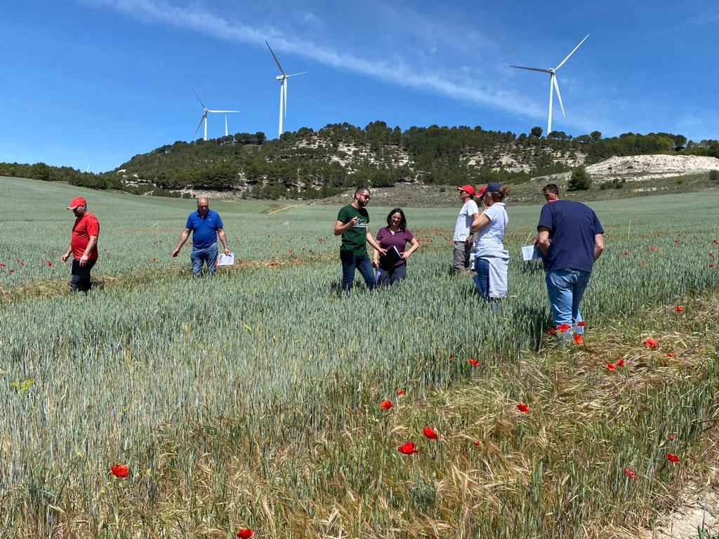 CortevaES's tweet photo. 👏Esta semana comenzamos las jornadas de campo de cereal de invierno en la zona Norte. Nuestro equipo estará visitando los últimos proyectos de #innovación en #herbicidas tanto de hoja ancha como en hoja estrecha 🌱💡
#CultivandoElProgreso https://t.co/OIvedX9sJp