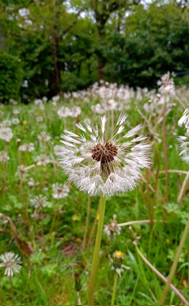 HartandHeath's tweet photo. Monday afternoon vibes in the wet woodlands 🧿🪬🌿✨ https://t.co/KvxiTrQVj3