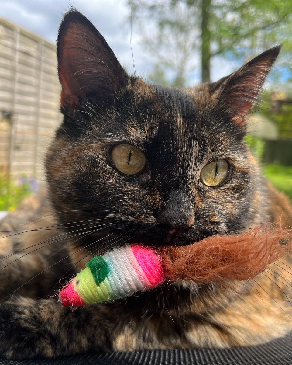 NatCBrooks's tweet photo. Gremmie enjoying her day in the sun with her fav ☀️🤎🐾🐈⬛🧡 Such a cutie 🥰🖤✨
#smartie #gremlin #gremmie #cutie #loveher❤️ #mygirl #lostwithouther💕 #myshadow #softkitty #rainbowmouse #special #tortie https://t.co/0PHZOFEPYU