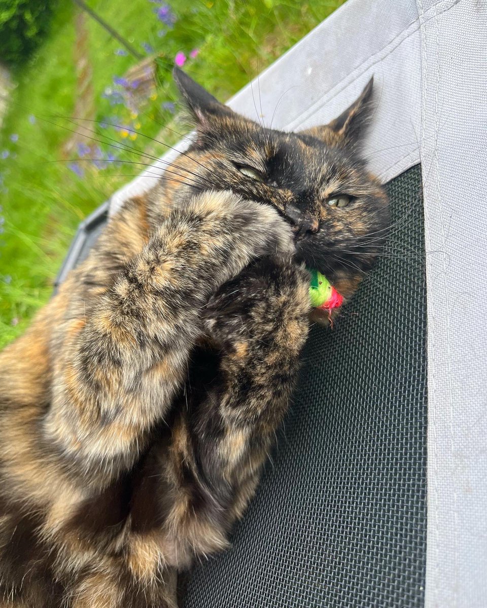 NatCBrooks's tweet photo. Gremmie enjoying her day in the sun with her fav ☀️🤎🐾🐈⬛🧡 Such a cutie 🥰🖤✨
#smartie #gremlin #gremmie #cutie #loveher❤️ #mygirl #lostwithouther💕 #myshadow #softkitty #rainbowmouse #special #tortie https://t.co/0PHZOFEPYU