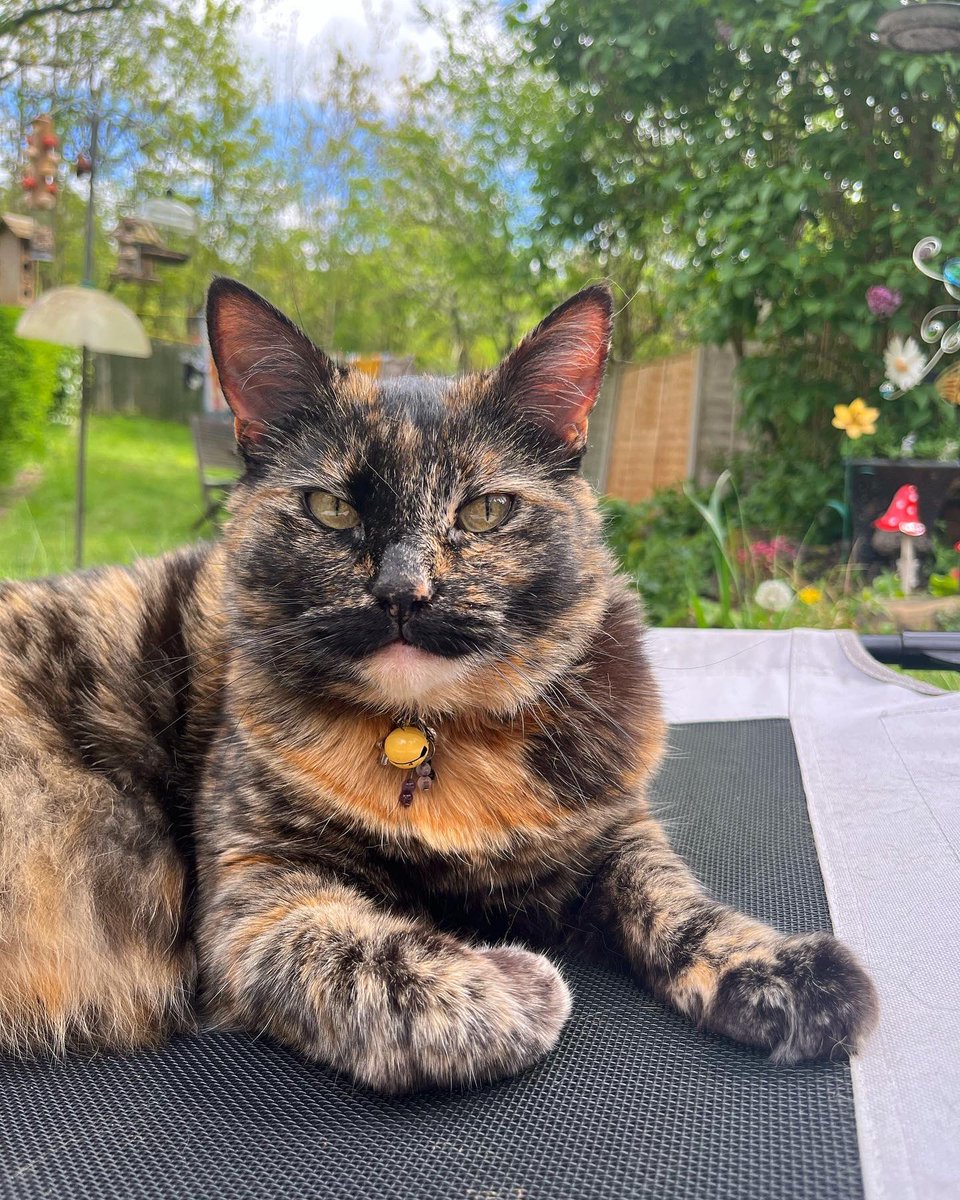 NatCBrooks's tweet photo. Gremmie enjoying her day in the sun with her fav ☀️🤎🐾🐈⬛🧡 Such a cutie 🥰🖤✨
#smartie #gremlin #gremmie #cutie #loveher❤️ #mygirl #lostwithouther💕 #myshadow #softkitty #rainbowmouse #special #tortie https://t.co/0PHZOFEPYU