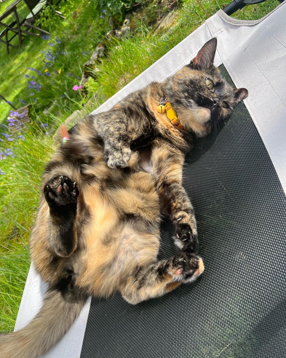 NatCBrooks's tweet photo. Gremmie enjoying her day in the sun with her fav ☀️🤎🐾🐈⬛🧡 Such a cutie 🥰🖤✨
#smartie #gremlin #gremmie #cutie #loveher❤️ #mygirl #lostwithouther💕 #myshadow #softkitty #rainbowmouse #special #tortie https://t.co/0PHZOFEPYU