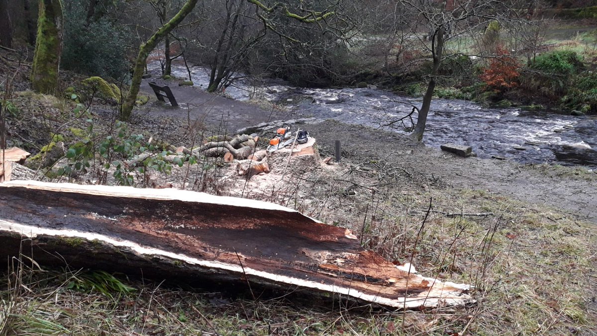 HardcastleNT's tweet photo. It's #nationalplanthealthweek, dedicated to raising awareness of the threats facing our plants and woodlands. We've already seen the devastating effects of Ash Dieback, meaning we've had to fell many of our ash trees, especially those near footpaths and the main track. (1/3) https://t.co/4SRj8R3jsk