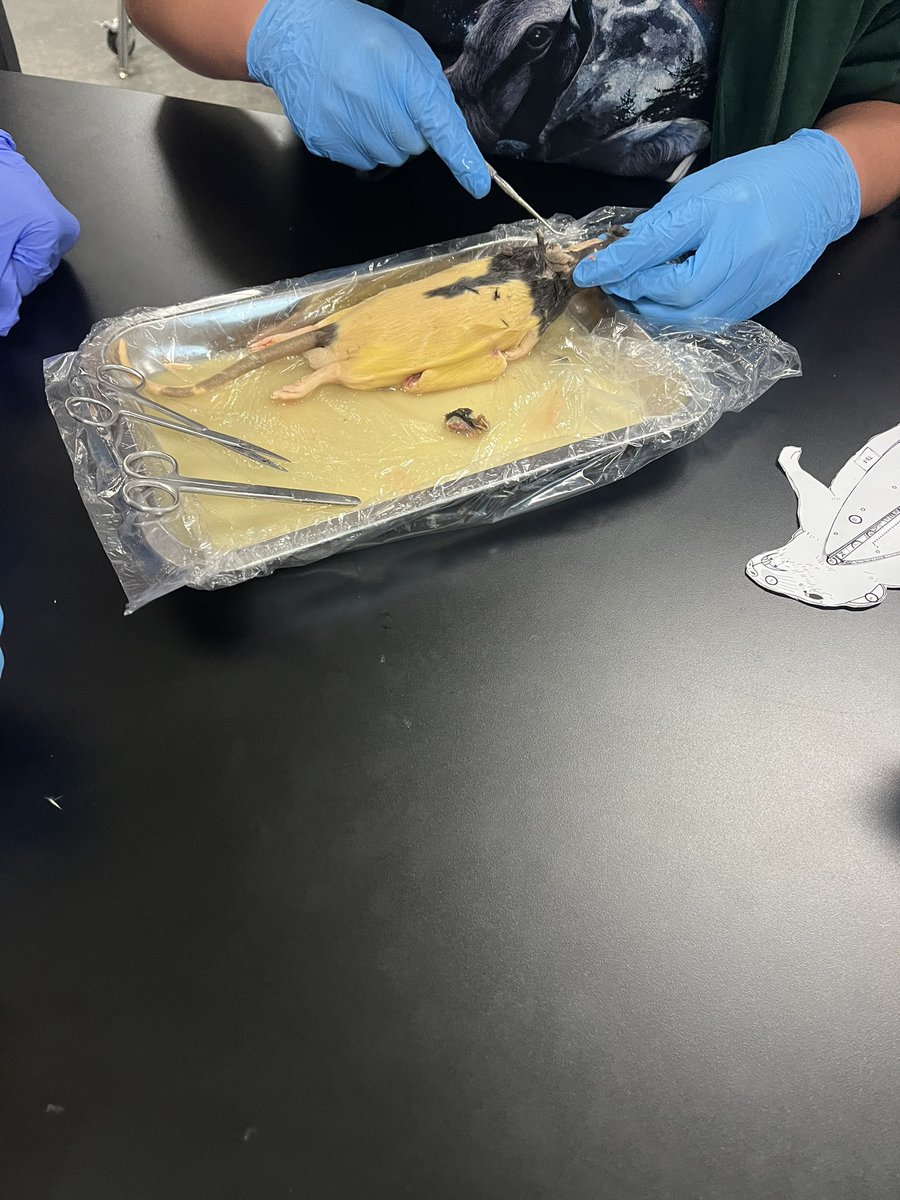 coach_macmillan's tweet photo. 1st period Biology out here doing the most with their rat dissections today! Got to love some exploratory science-ing. #scienceing https://t.co/bWVoRnmzMm