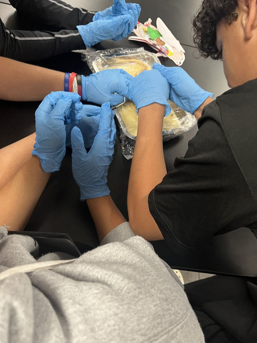 coach_macmillan's tweet photo. 1st period Biology out here doing the most with their rat dissections today! Got to love some exploratory science-ing. #scienceing https://t.co/bWVoRnmzMm