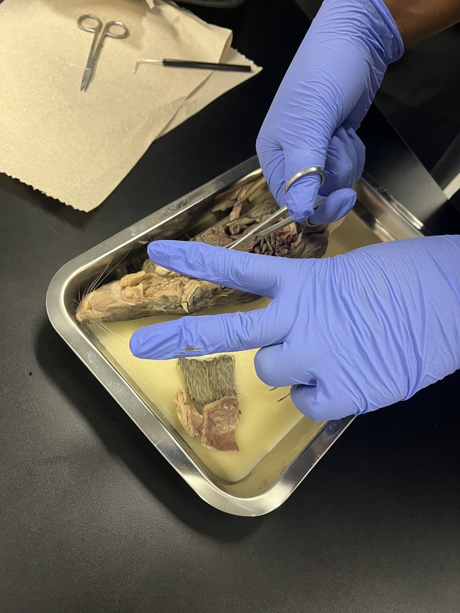 coach_macmillan's tweet photo. 1st period Biology out here doing the most with their rat dissections today! Got to love some exploratory science-ing. #scienceing https://t.co/bWVoRnmzMm