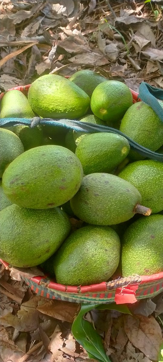 UkulimaModern's tweet photo. Avocado packaging and transportation.

A huge problem we have with our farmers

Let's guide them to avert post harvest handling issues

Retweet and comment with the corrective measures. https://t.co/5LE42sLdb3