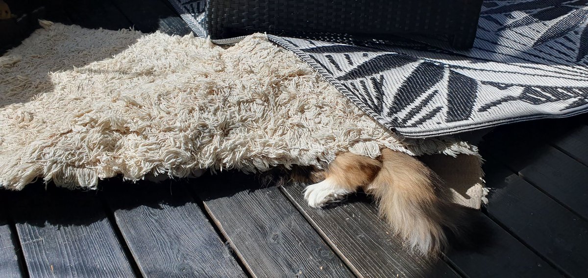 hoeggen's tweet image. Vi feirer 78 år i frihet fra tysk okkupasjon med å klargjøre terassen for sommeren 🇧🇻 Mari-pus sjekker at æ har vaska under teppet hennes 😁 Ha en flott 8.mai! 🇧🇻🌹🇧🇻 #8mai #LiberationDay #springfeeling #CatsOnTwitter #CatsAreFamily