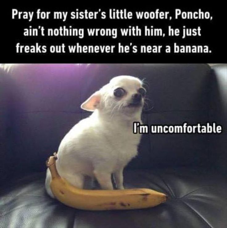 lisacandy84 🫐 on Twitter "Animals seem to hate bananas. My cat hates them too. Im guessing it's