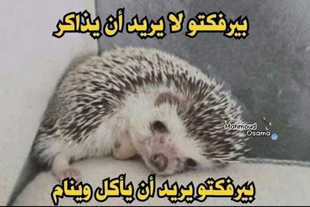 True Memes (@truememes_) on Twitter photo 