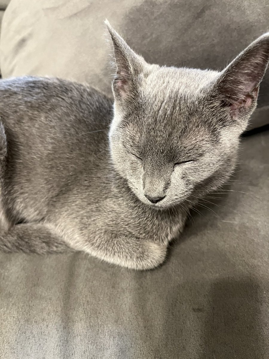 😸ごろ〜さん😸猫好きの現役の鰻職人✨ tweet media