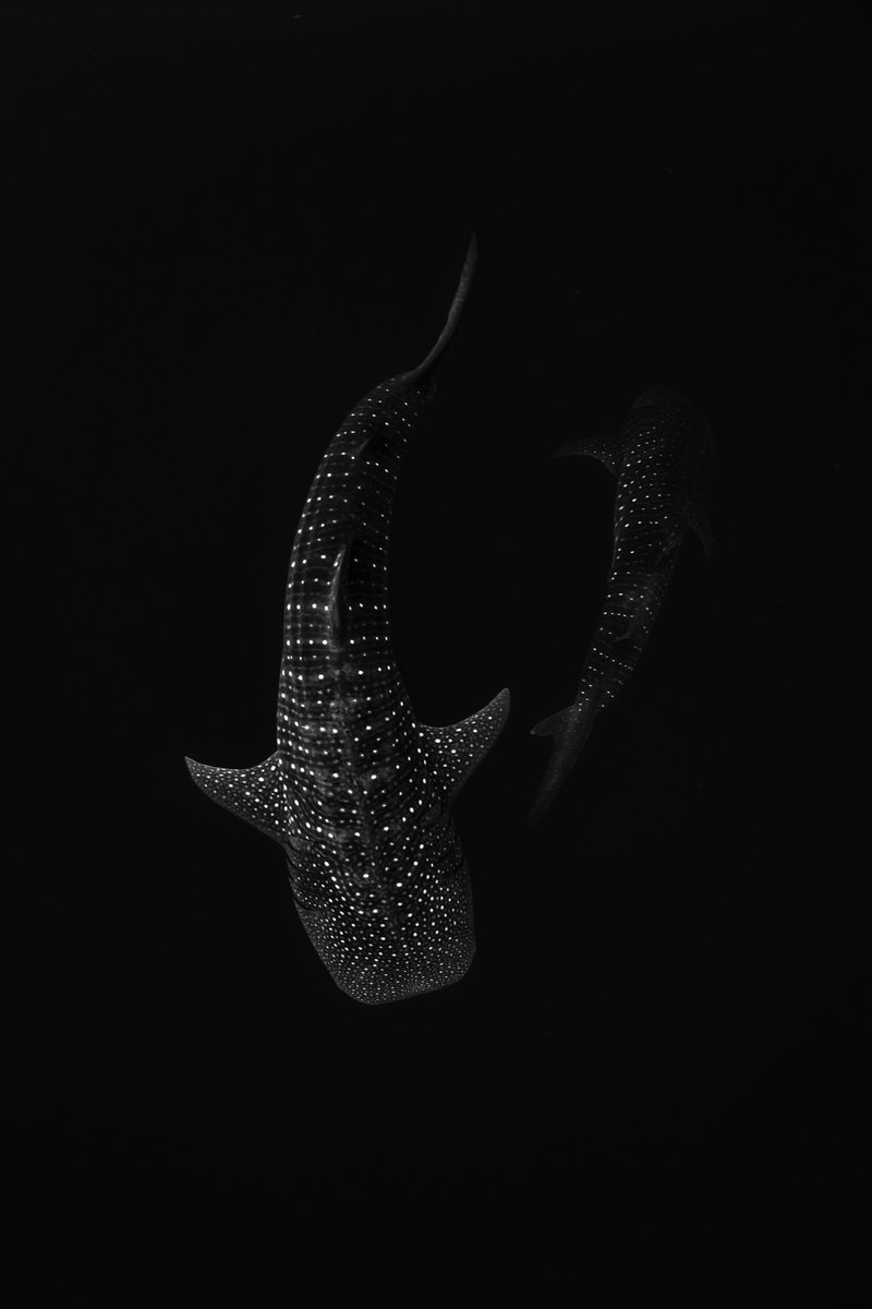 Brooke Pyke tweet media