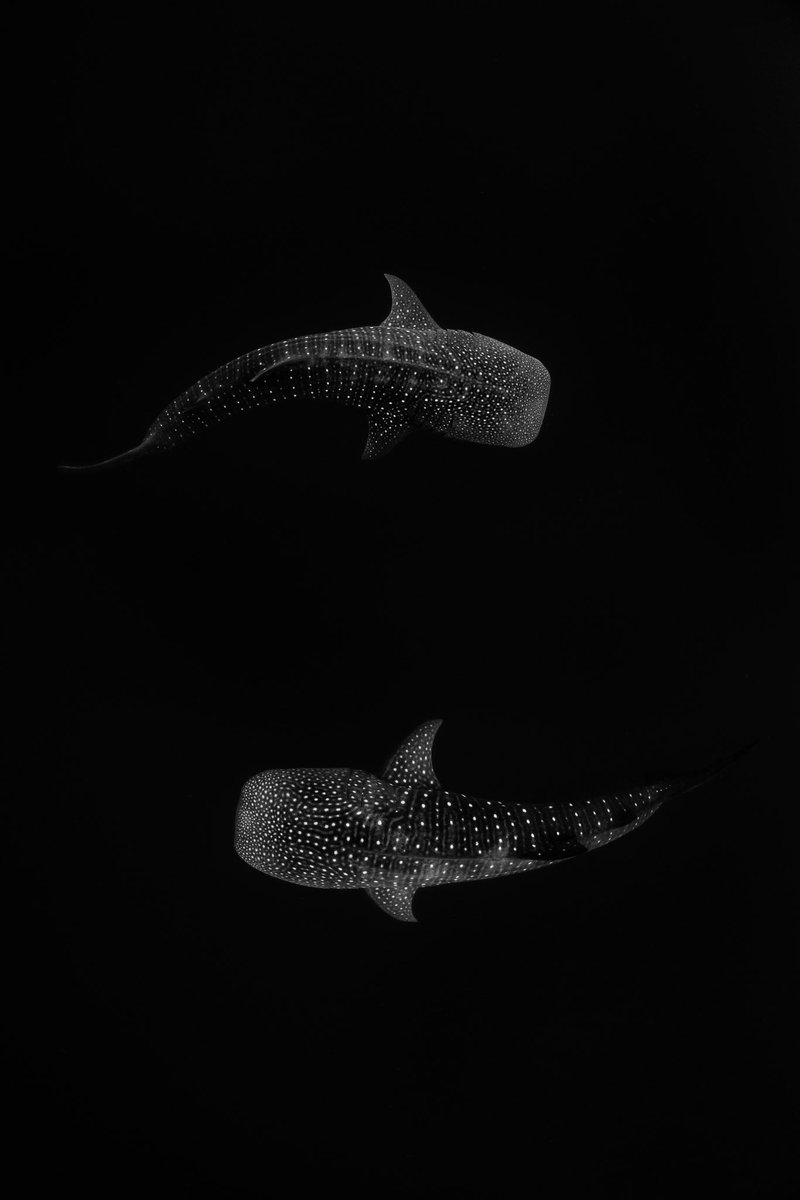 Brooke Pyke tweet media