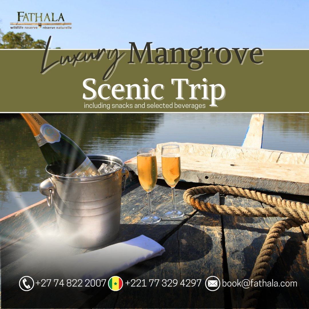 Unwind on our boat and take in the stunning views of the Delta du Saloum mangroves, birdlife, Baobabs, crocodiles and if you're lucky dolphins.

#senegal #africa #naturereserve #forestreserve #wildlife #nature #africanlodge #travel #reservenaturelle #regiondefatick #adventure
