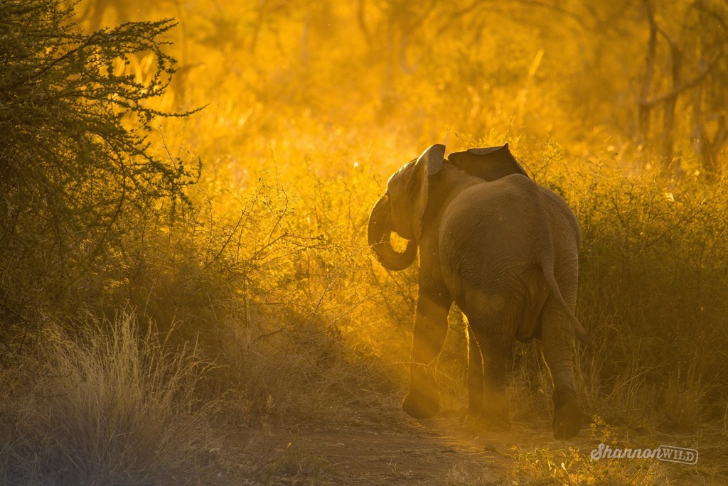 The last reaches of light peak through foliage in northern South Africa as it illuminates an African Elephant that soon disappeared into the bush.

D800E + Tamron 150-600mm
1/400sec  f6.3  ISO400

#shannonwild #africanelephant #elephant #southafrica #africa