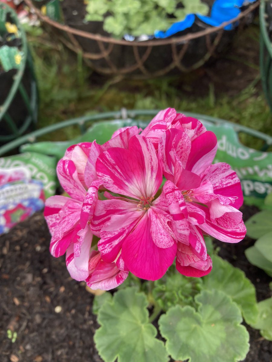 #CheeringUpMondays with this lovely bright pelargonium.