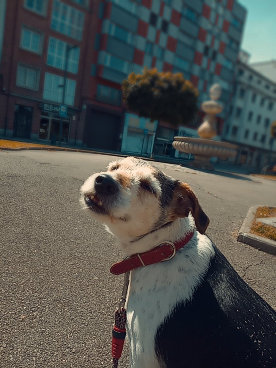 Ojala alguien disfrutase de mi tanto como mi perrita disfruta con el sol🫠😍