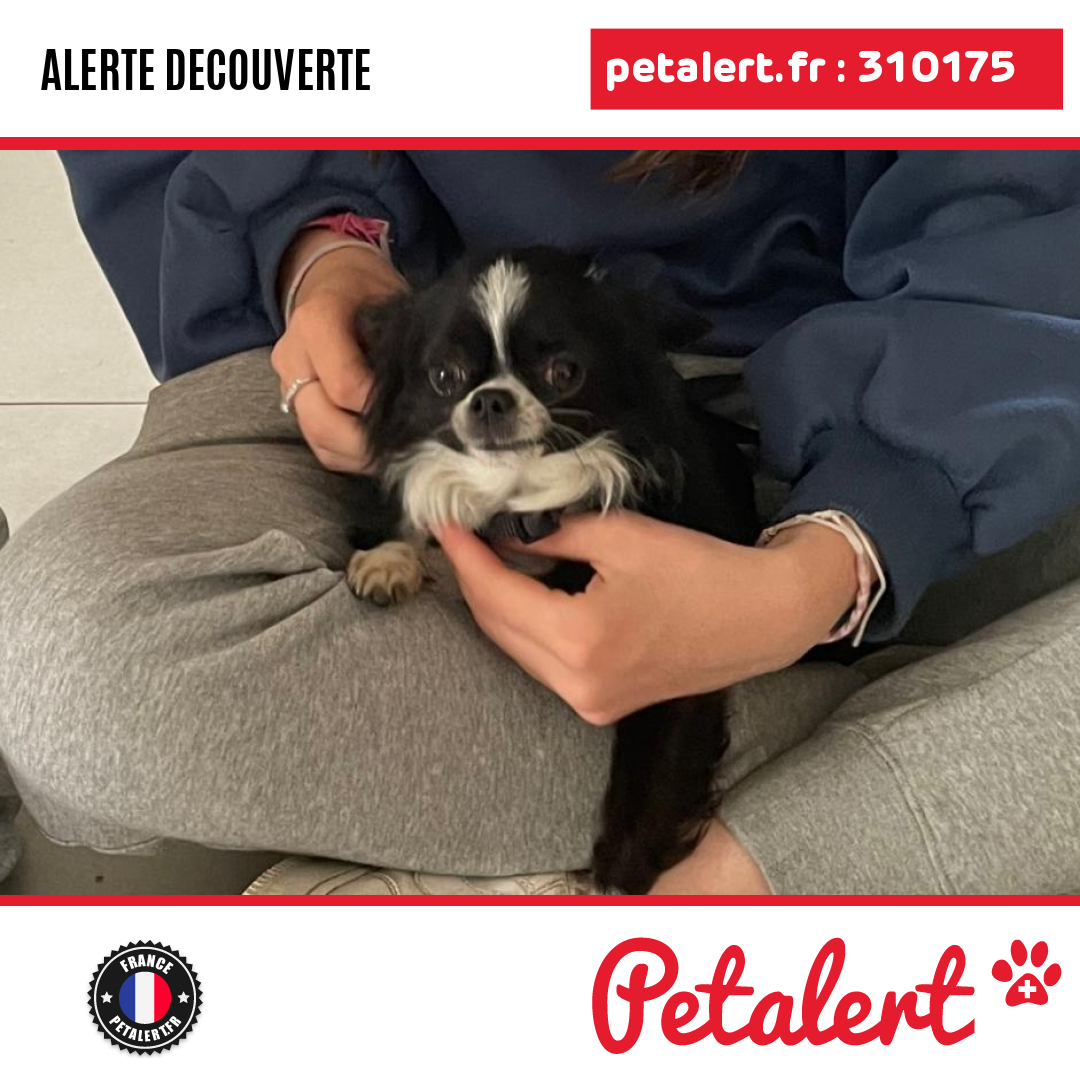 petalert_france's tweet photo. Trouvé #Chien #Cher #Bourges #Petalert  #PetAlert18 / https://t.co/1IQY67wslh https://t.co/M80V2ngA4N