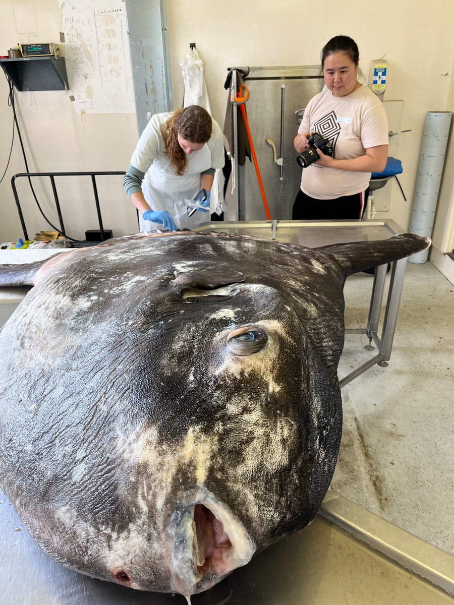 Sunfish ☀️🐡 dissection day has finally come! 
Hardly anything is known about elusive Hoodwinker sunfish (Mola tecta) and we aim to change that with morphology and metabarcoding (if we can find some funding 😅 )
Hear <a href="/BurnsByProxy/">Emma Burns</a> talk about it- 11 min in: tvnz.co.nz/shows/seven-sh…