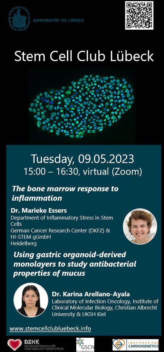 Join us tomorrow at 3 pm for exciting stem cell science featuring @hi_stem_lab & Karina Arellano-Ayala for the stem cell club Lübeck. @Cardiogenetics @gscn_office @UniLuebeck @dzhk_germany #stemcells #organoids