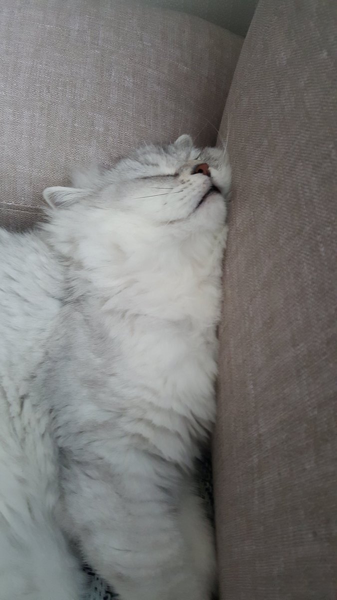 The_blackbean's tweet photo. ㅈ냥이 https://t.co/57khr4VieS
