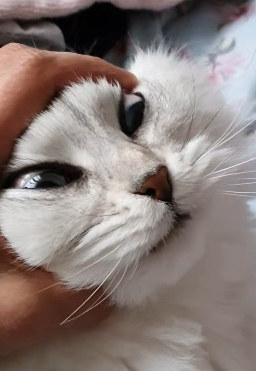 The_blackbean's tweet photo. ㅈ냥이 https://t.co/57khr4VieS