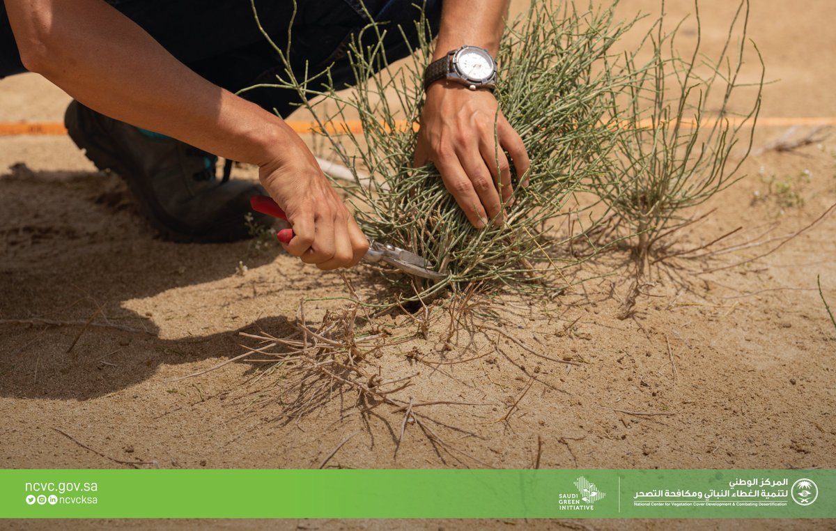 ncvcksa's tweet photo. فِرق المركز تنتهي من الأعمال الميدانية لمشروع تأهيل المراعي وحصاد مياه الأمطار، في عدد من المواقع بمحافظة بيشة. #لمراعي_مزدهرة https://t.co/e6PjzixoB8