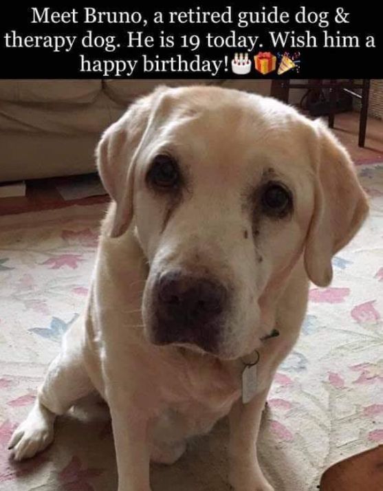 _XDogs's tweet photo. Happy birthday beautiful, enjoy your retirement ❤️ https://t.co/lhcC9xyCxN