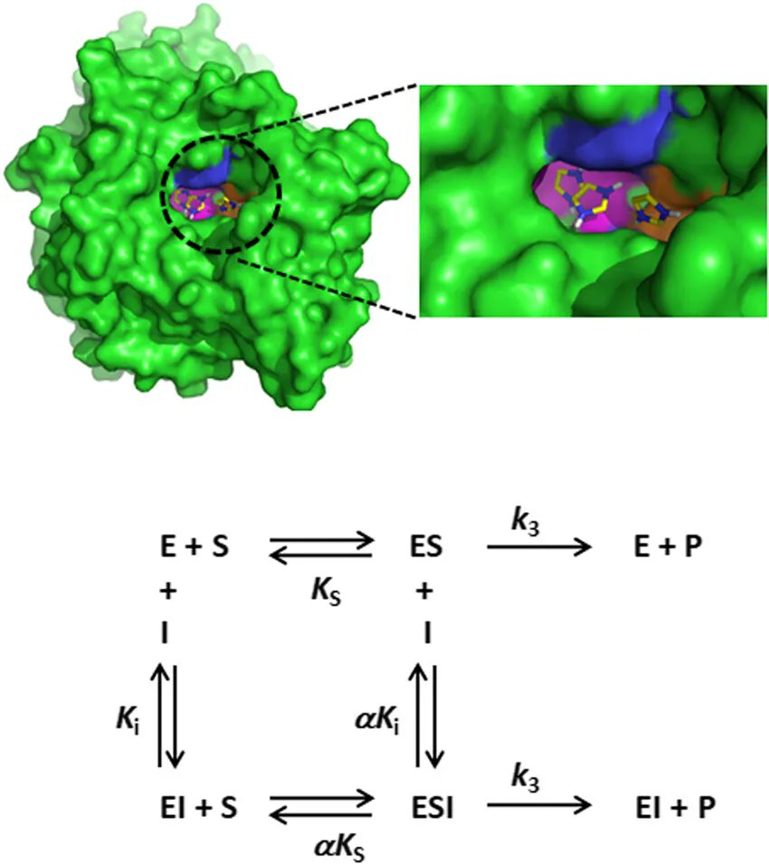 FEBSOpenBio's tweet photo. ๐งชImidazole is employed in recombinant protein purification but its effect on enzyme activity is overlooked
โ๏ธMechanism of imidazole inhibition of a GH1 ฮฒ-glucosidase
โก๏ธhttps://t.co/I5SMagyHXt
#Imidazole #ProteinPurification
#EnzymeActivity #Biochemistry
#EnzymeKinetics https://t.co/ycQ2mH0for