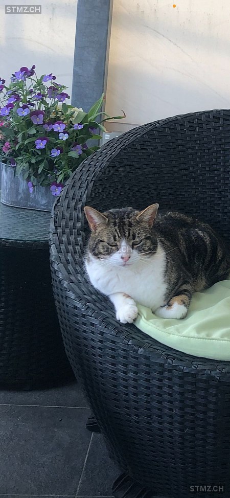 stmz_ch's tweet photo. #Katze #vermisst https://t.co/1Cesg0D00n 3076 #Worb weiblich getigert Schwarz Braun Weiss kurzhaar https://t.co/wMfksXeZAZ