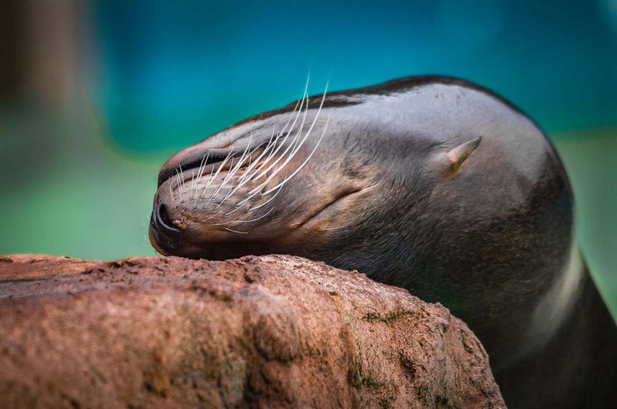 WelshMountainZo's tweet photo. Who else is having a lovely lie in this Bank Holiday Monday? 💤
✨ Don't forget, on the 20th and 21st May it's our Birthday weekend, where we have HALF PRICE tickets! ✨
Have you got yours yet? Book here 👇
https://t.co/BwYVAGSuWm
#HalfPriceTickets #WMZ
📷 Georgie Willetts https://t.co/kDd3DHUXth