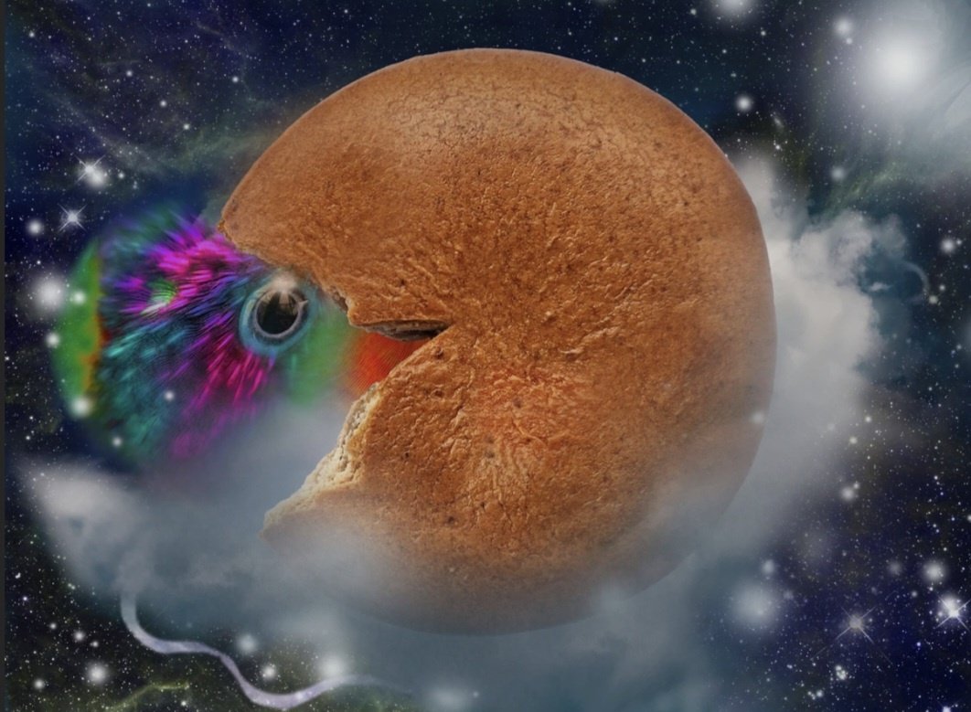 cookiebirdsnft's tweet photo. CookieBird_ #OpenSeaNFT #ArtistOnTwitter #NFTMinting #NFTs https://t.co/6FS2nuPKUd