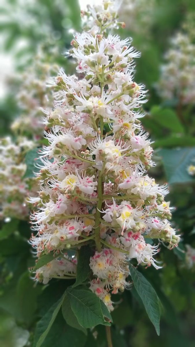 Майский Севастополь-это город каштанов. Белые свечки цветов повсеместно радуют глаз.

Здравствуй, любимый город!