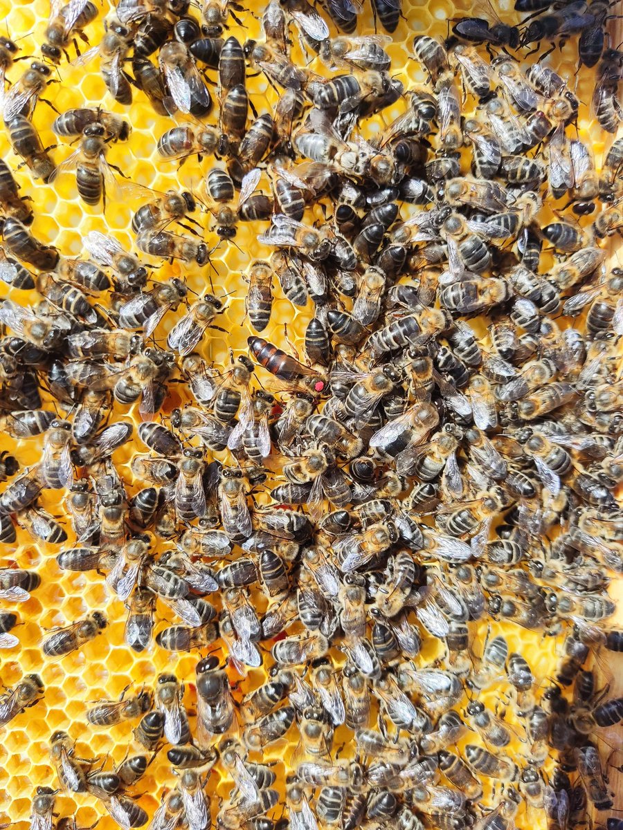 innodeapi's tweet photo. Continúan los seguimientos de las abejas reinas 🐝👑 en @innodeapi  y nos damos cuenta de lo fotogénicas que son📸 #SinFiltros #Apicultura #biodiversity #abeja #reina https://t.co/XFFFaGhXMe