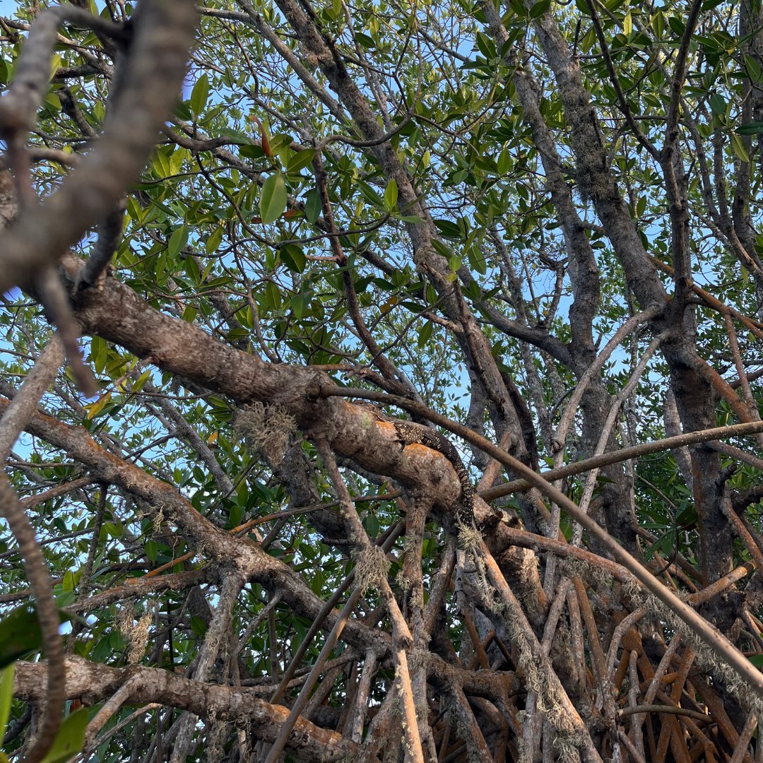 thereverielife's tweet photo. Enjoy scenic views of the Rekawa Lagoon and surrounding mangroves as you paddle along the the lagoon in hi-spec kayaks. A vast number of bird species can also be sighted during this experience &amp; make it an ideal one for families or groups.

#KayaamHouse #TheReverieLife #Kayaking https://t.co/fDeM05tUwL