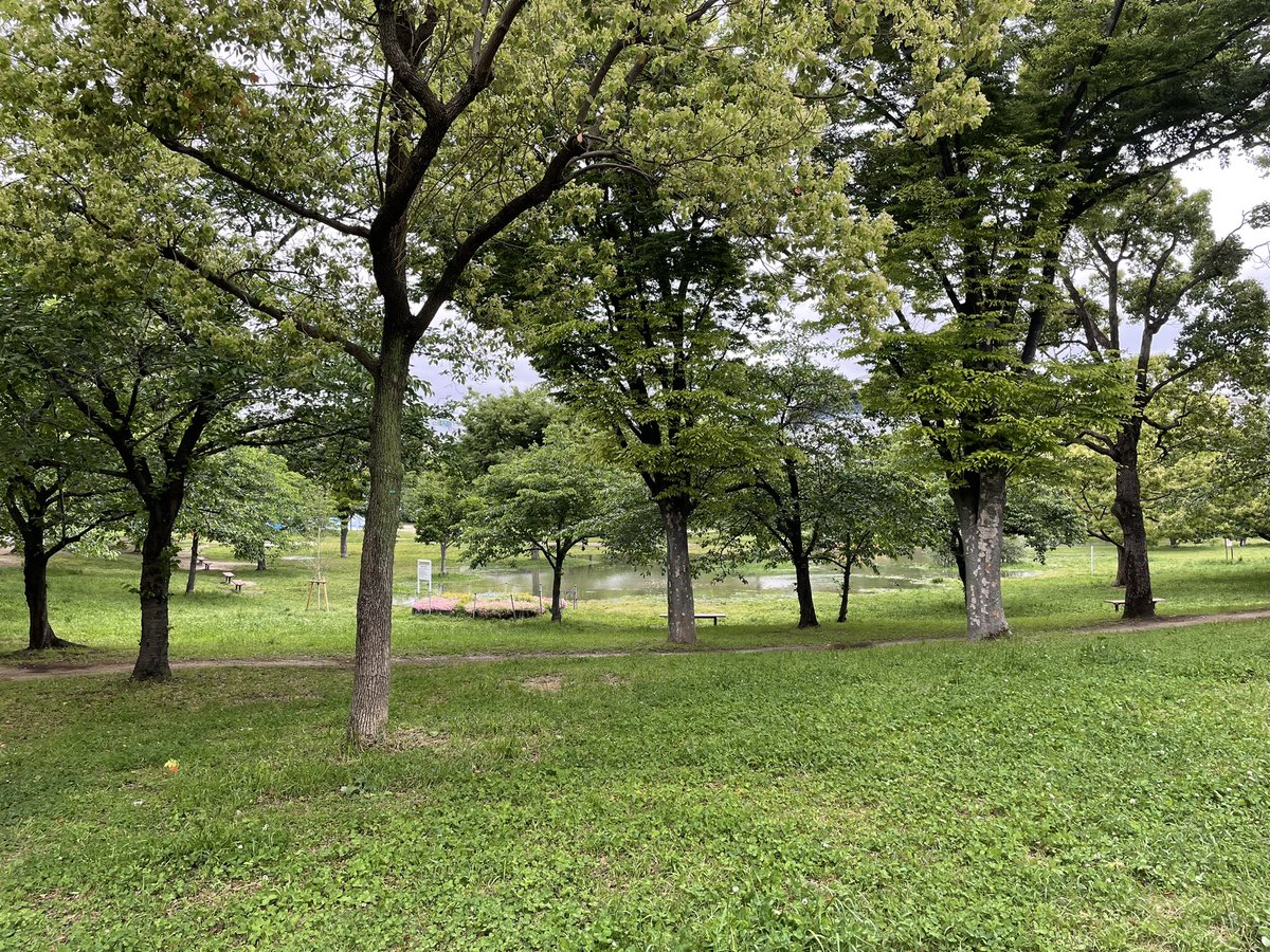 super__takuya's tweet photo. 本来草が広がっているだけの公園ですが、雨水が溜まって池のようになってました。 https://t.co/A0My4tpVqZ