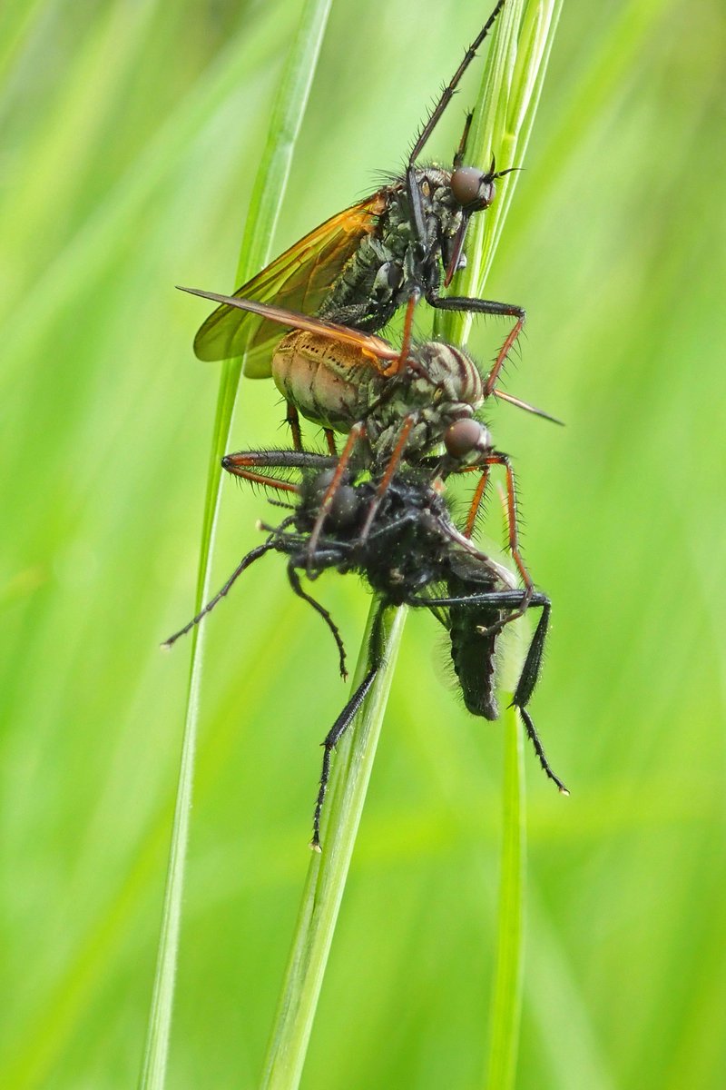 If you're a male Dagger fly and you want to mate, first you must give a gift. 
I think these are Empis tessellata but #FlyTwitter folks, please feel free to correct me.