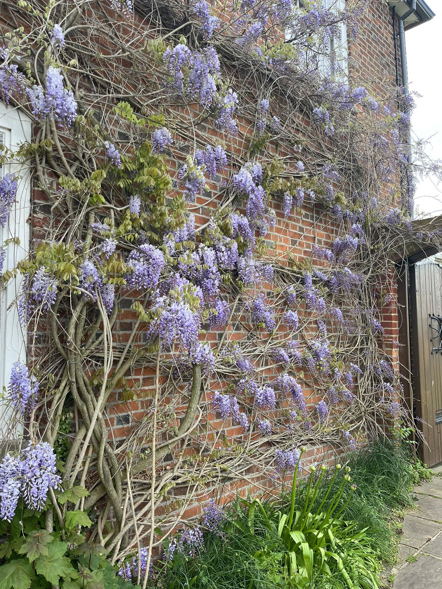 Wisteria out now. Wedding open day tomorrow.