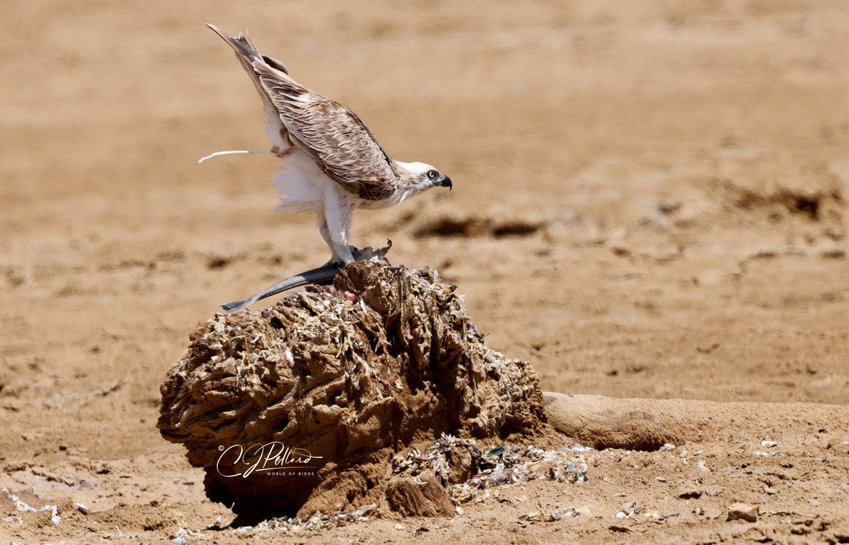 When you gotta go......#thephotohour #canonbirdphotography #saudibirding #chrispollardworldofbirds #photooftheday #osprey